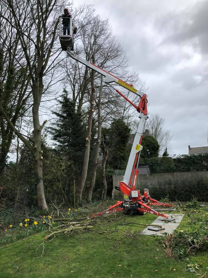 Thijs Cardon Algemene Karweien snoeien bomen